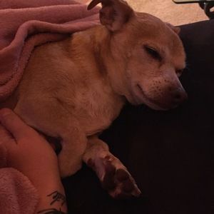 Meet your Posher, Holly